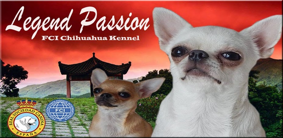 Chihuahuas Legend Passion