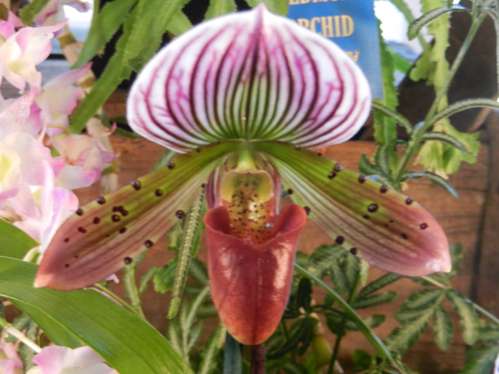 G.G. Traveler "The Carolina Traveler" Orchid Extravaganza