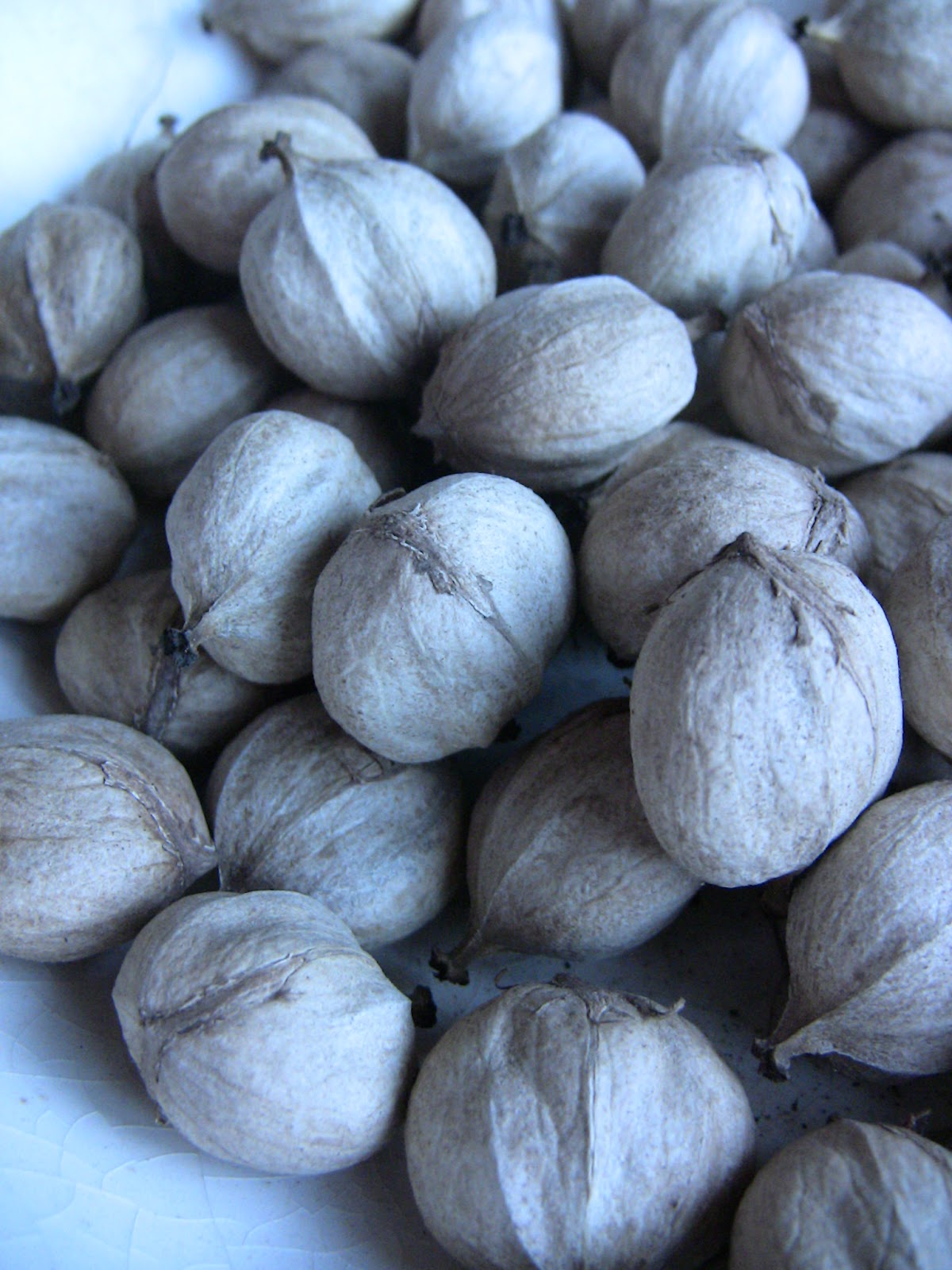 Bethany Likes Cheese Foraging 101 Hickory Nuts