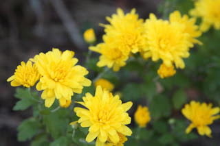 Loropetalum Chinese Fringe Flower Shrubs