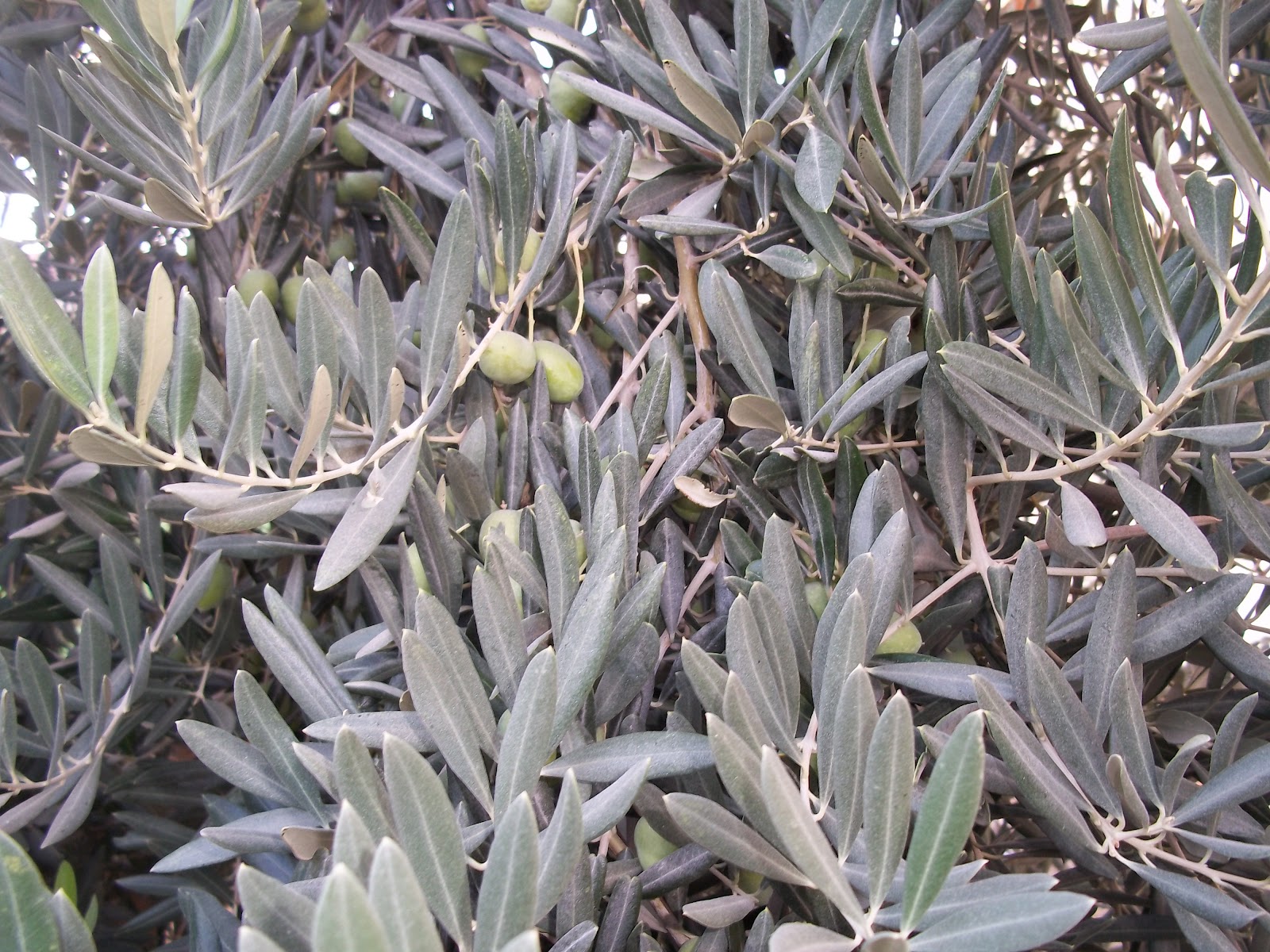 Foraging Olives Homemade Pickled Olives and Olive Leaf Medicine