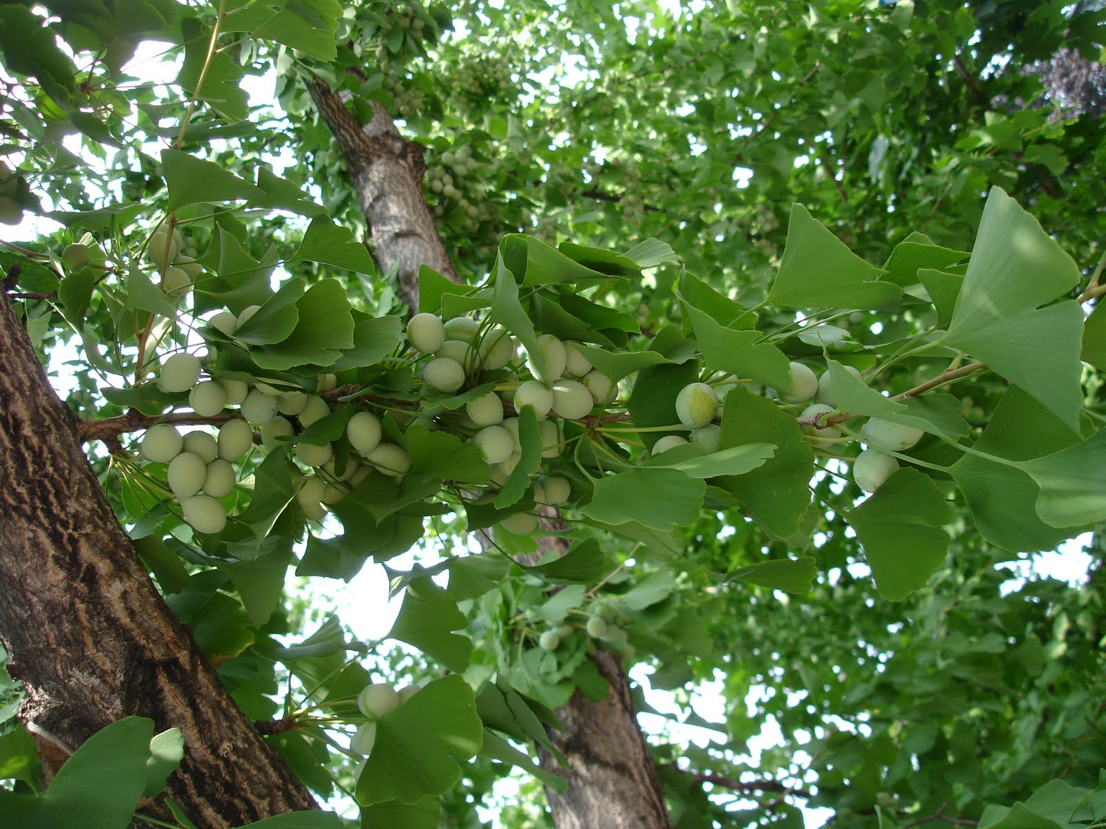 Ottawa Urban Wild Tours Centretown Urban Edible Tree Nut Walkabout