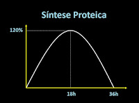 A Síntese de Proteínas e os Músculos