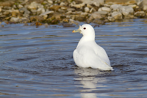 Ivory Gull