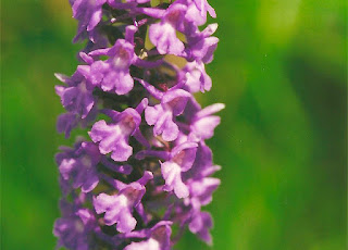 Orhideea montana (Gymnadenia conopsea)