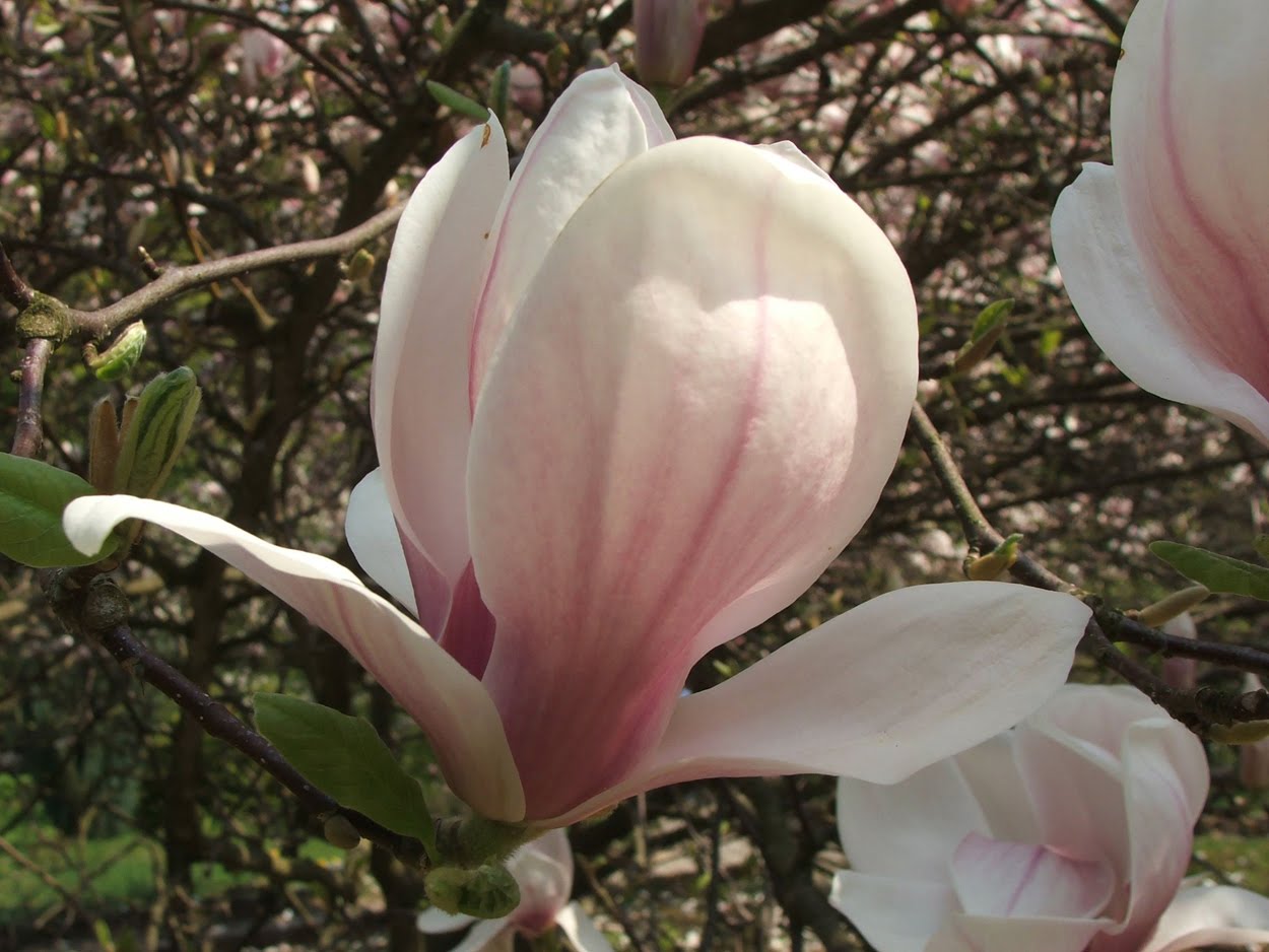 Perfume Project NW MAGNIFICENT MAGNOLIAS