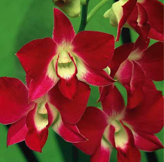 Orchids Red Dendrobium Orchids Red Dendrobium