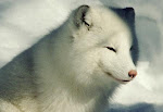 Adopt a Polar Fox HERE!!!