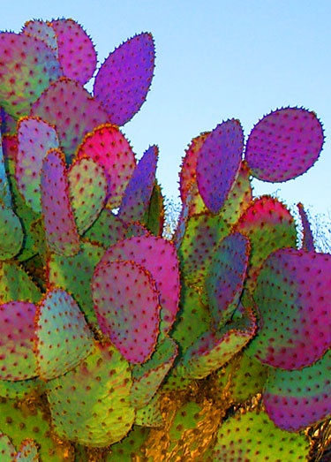 Colorful Cactus | Most Beautiful