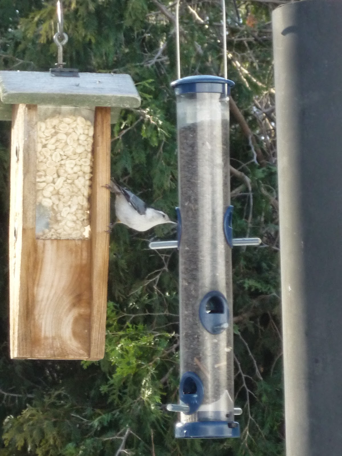 South Burlington birds Birds at peanut feederphotos South