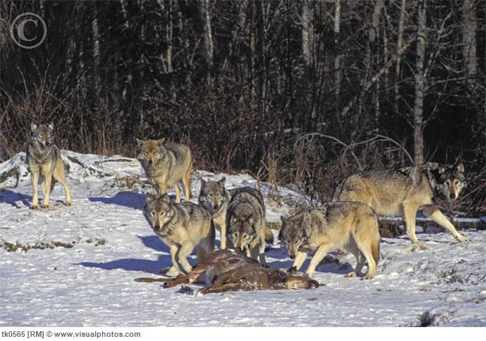 wolf eating deer
