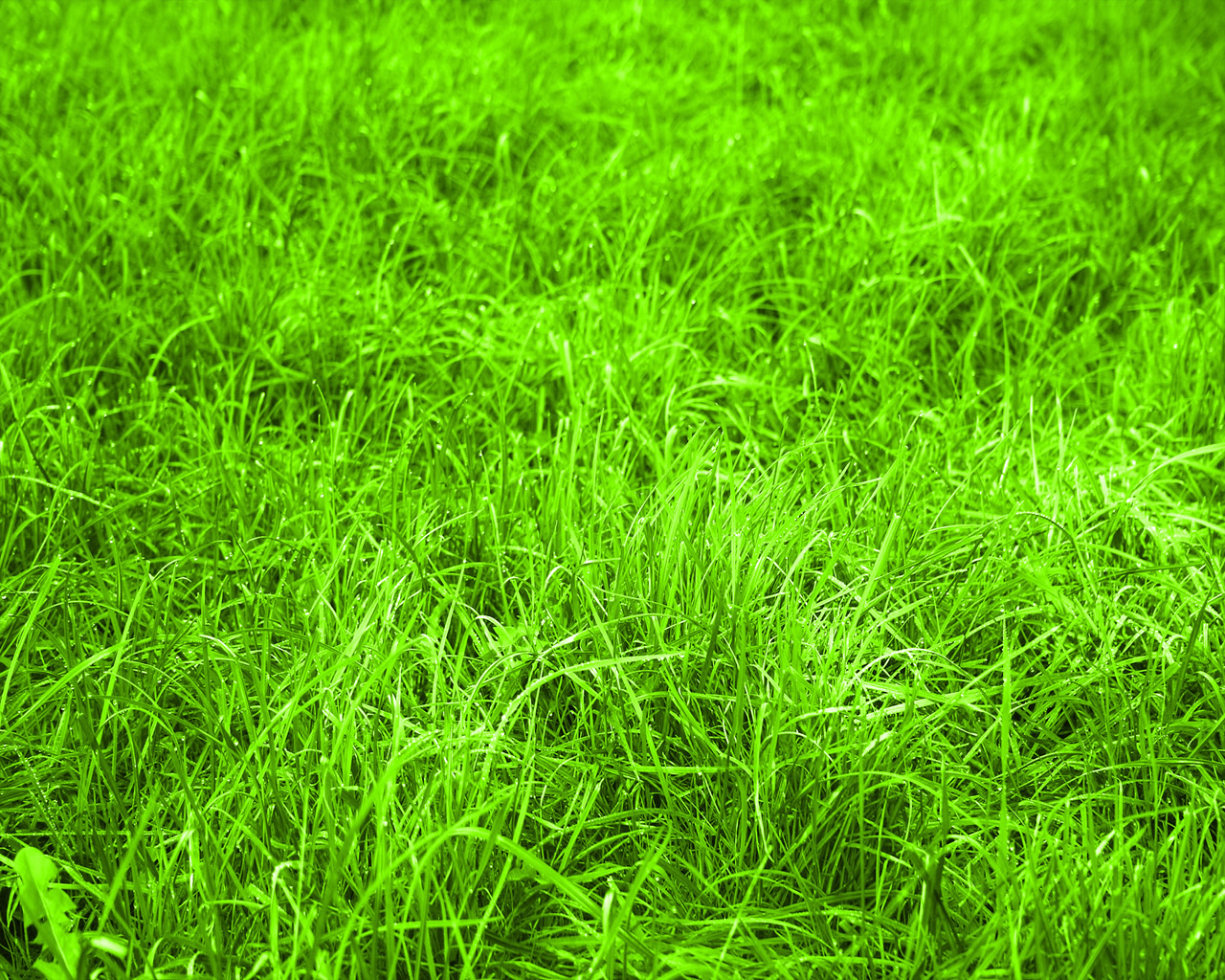 http://2.bp.blogspot.com/-fIgkr2AZRO8/Td-_JieGtVI/AAAAAAAAAMk/JOafT2QFbDE/s1600/nature-Wallpaper-3.jpg