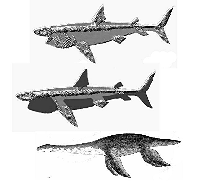 How+a+pseudo-plesiosaur+forms+from+a+basking+shark+carcase,+Markus+BuhlerJPG.JPG