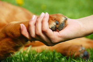 Mascotas, Beneficios que Aportan al Hogar Mascotas, Beneficios que Aportan al Hogar