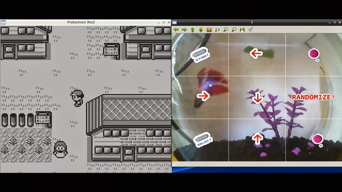 watch a fish play pokémon on twitch tv grayson hopper plays
