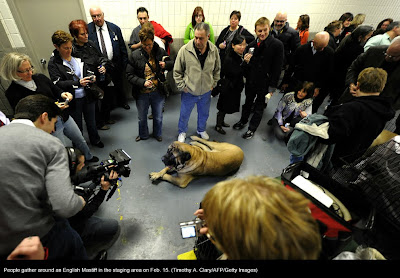 135th Westminster Kennel Club Dog Show at Madison Square Garden in New York City