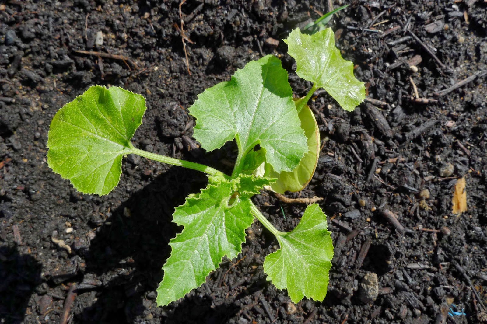 Less Noise, More Green Including vegetables in my edible landscaping