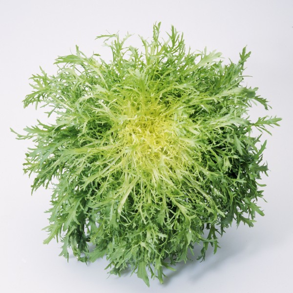 frisee fruits and vegetables frisee fruits and vegetables