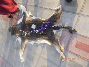 Wolf Pelt and wolf body parts sold in "Siyob Market".