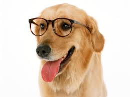 My Dog Keeps Rubbing His Eye My Dog Keeps Rubbing His Eye