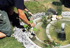 ARTE Y JARDINERÍA : Estanques y jardines acuáticos