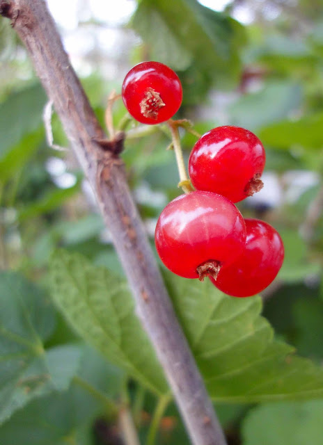 Frutas del bosque