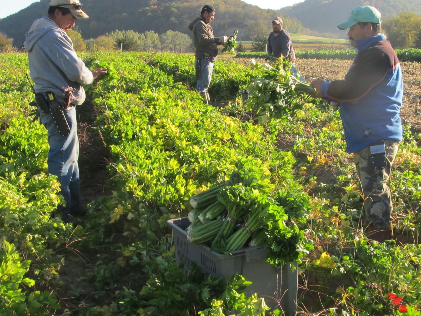 Harmony Valley Farm Vegetable Feature Celery