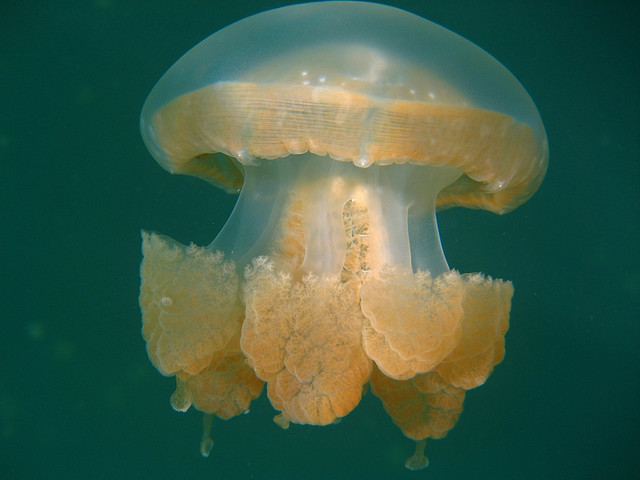 بالصوى بحيرة قناديل البحر .. هجرة الملايين من قناديل البحر الذهبية Jellyfish+lake+palau+9