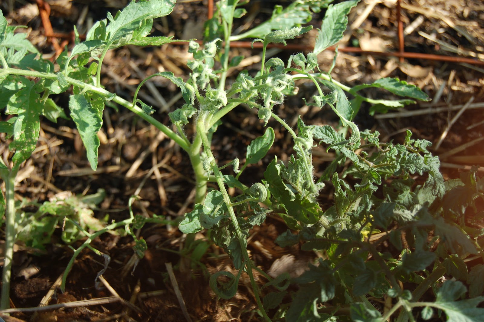 Midwestern Garden Picloram, Clopyralid, or Aminopyralid damage in
