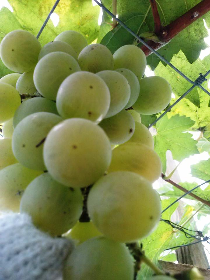 Lets Plant Grapes In The Philippines (Palawan Adventure)