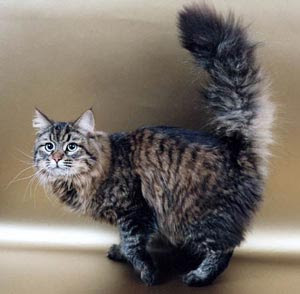 Siberian Cat Breed Photos