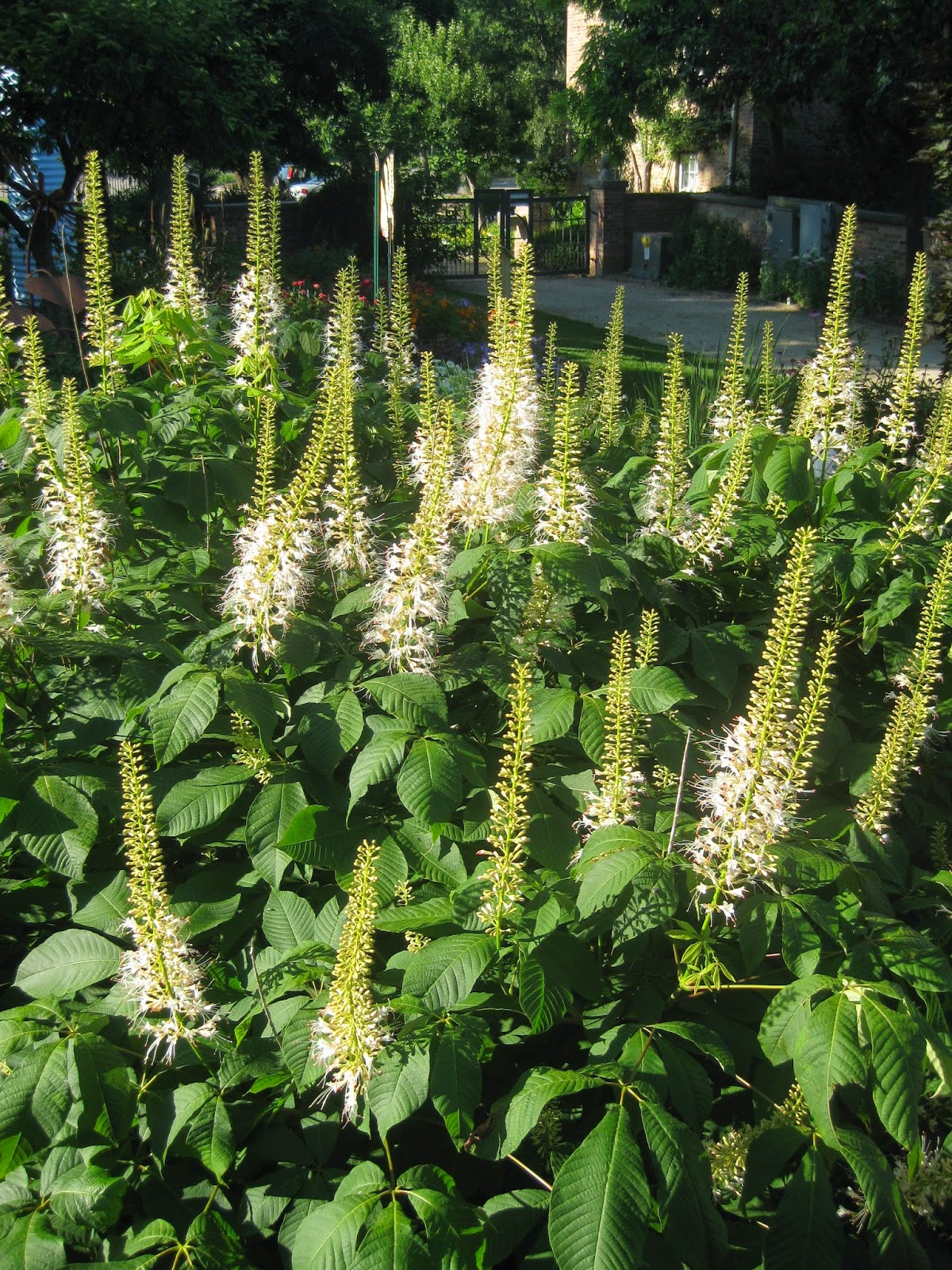June Blooms In My Georgia Garden Bottlebrush Buckeye