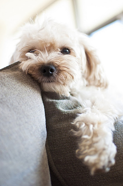 What Is The Healthiest Longest Living Dog Breed What Is The Healthiest Longest Living Dog Breed