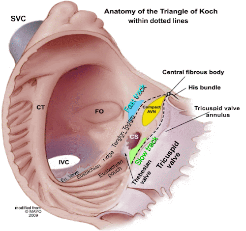 Wes Todd, RCES: Action Potentials