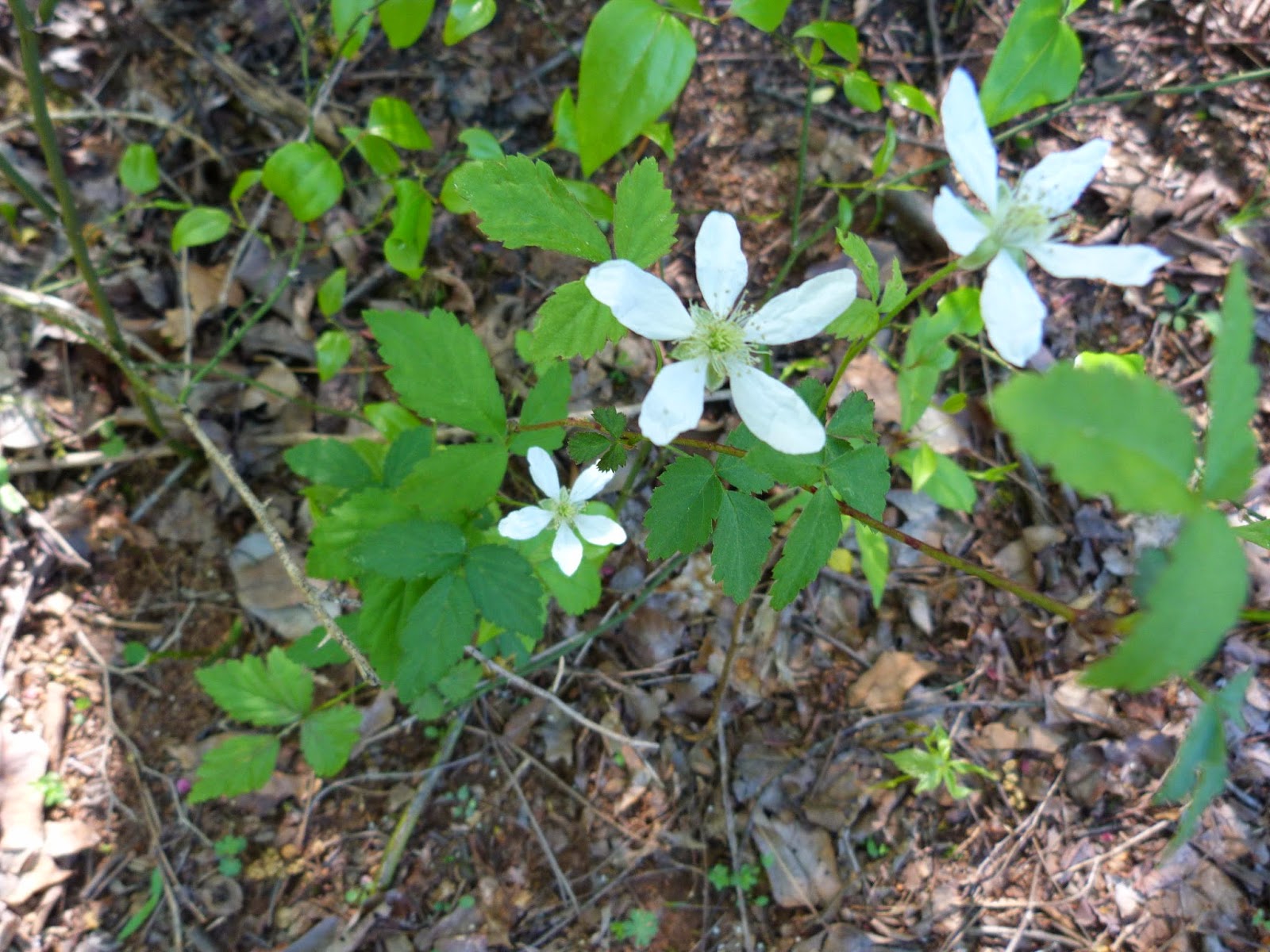 Dewberry Lands Wildflower Pictures