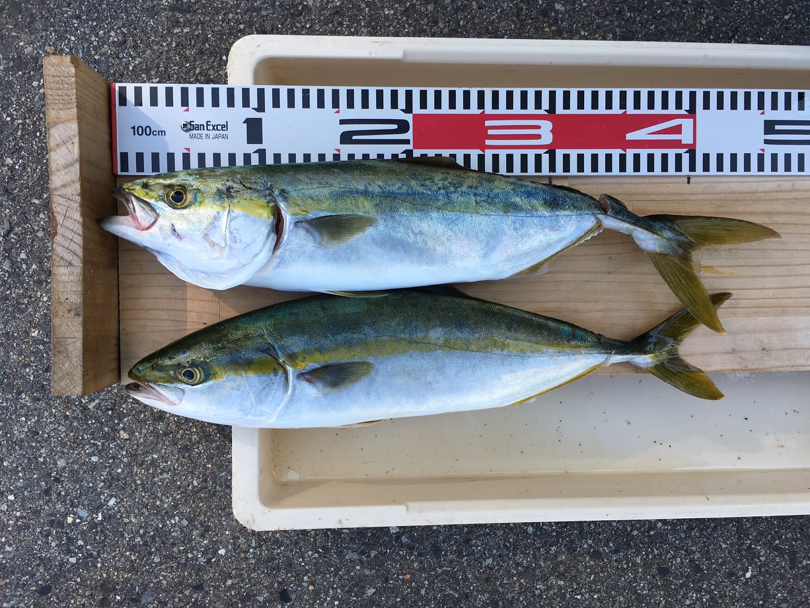 西野渡船釣果情報