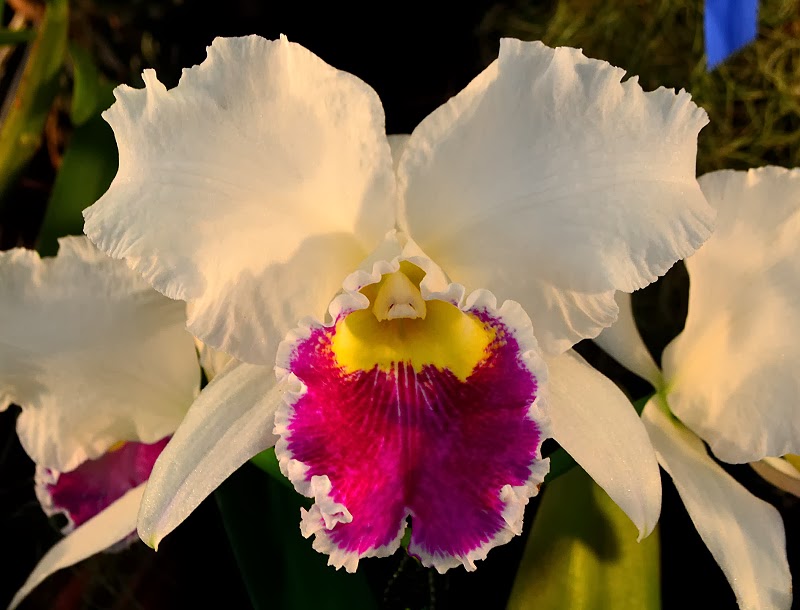 Atlanta Orchid Society's Orchid Show, Atlanta Botanical Garden