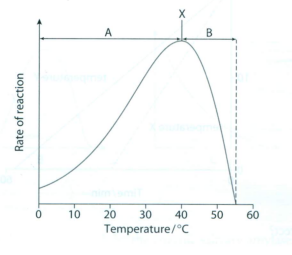 an experiment to determine the effects of temperature in the breakdown of starch by amylase In this experiment, the effect of five different ph’s (50, 60, 70, 80, and 90) on the efficiency of an amylase reaction with a starch solution was tested in order to study the general pattern of enzyme efficiency as a result of the ph of the environment. an experiment to determine the effects of temperature in the breakdown of starch by amylase In this experiment, the effect of five different ph’s (50, 60, 70, 80, and 90) on the efficiency of an amylase reaction with a starch solution was tested in order to study the general pattern of enzyme efficiency as a result of the ph of the environment.