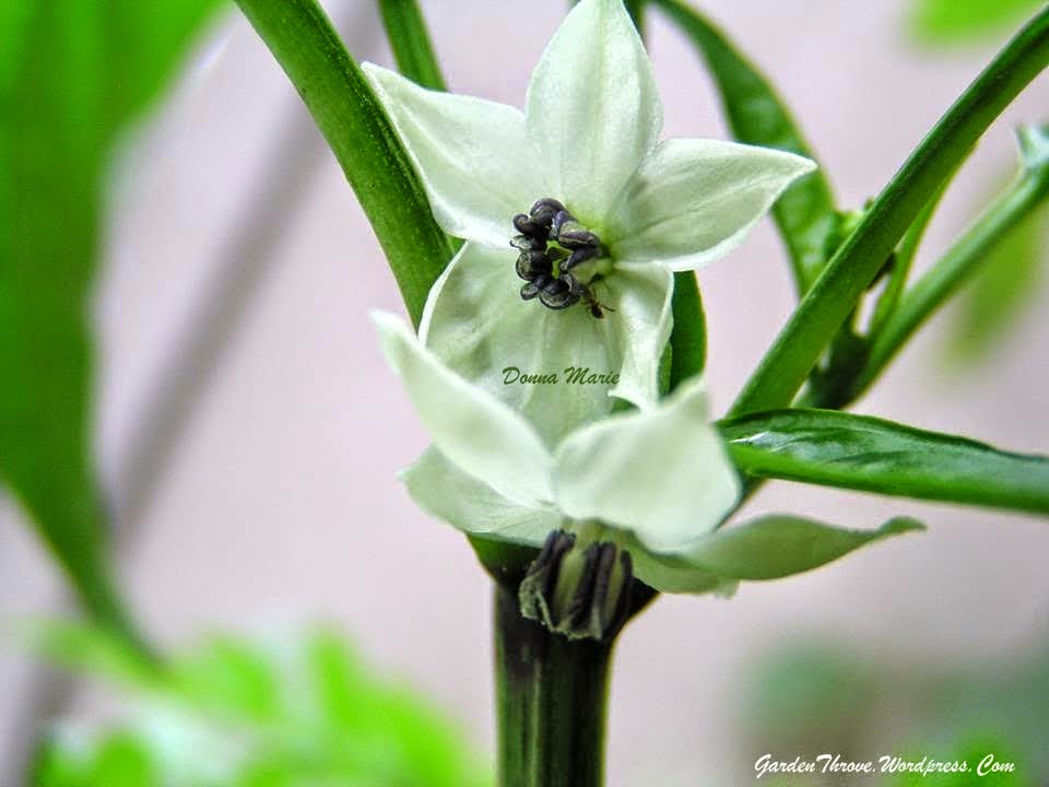 My Garden Haven How To Grow Jalapeño Peppers In Containers