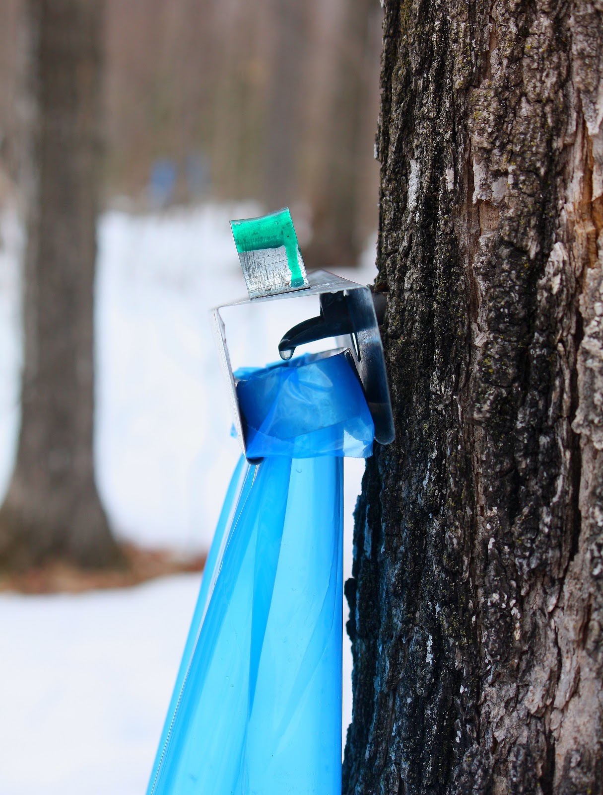 Susan Mayer's Haven Collecting maple sap drip by drip