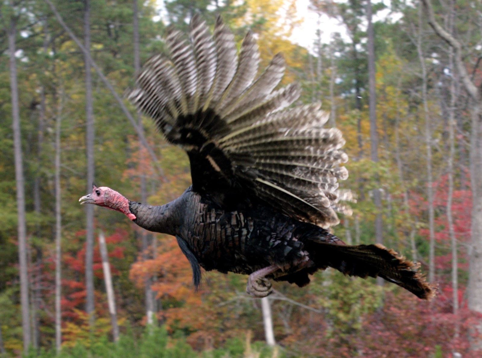 Flying Turkey