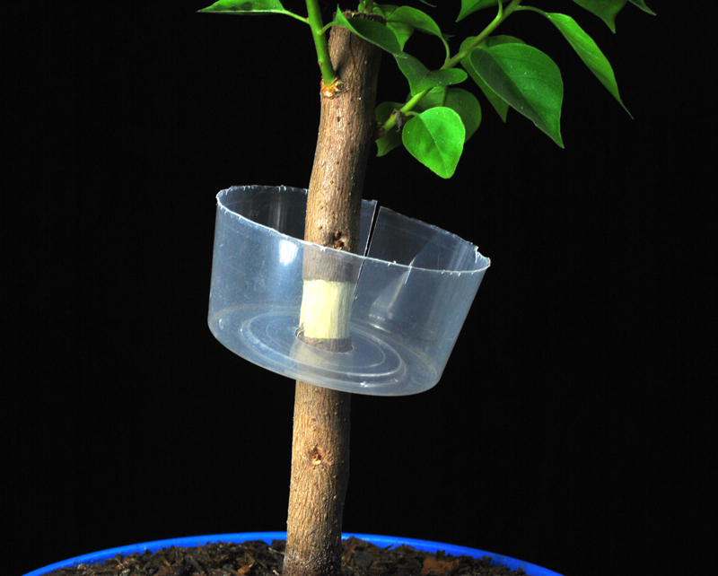 Air Layering Bougainvillea Bonsai Cutting (2) Progression Series