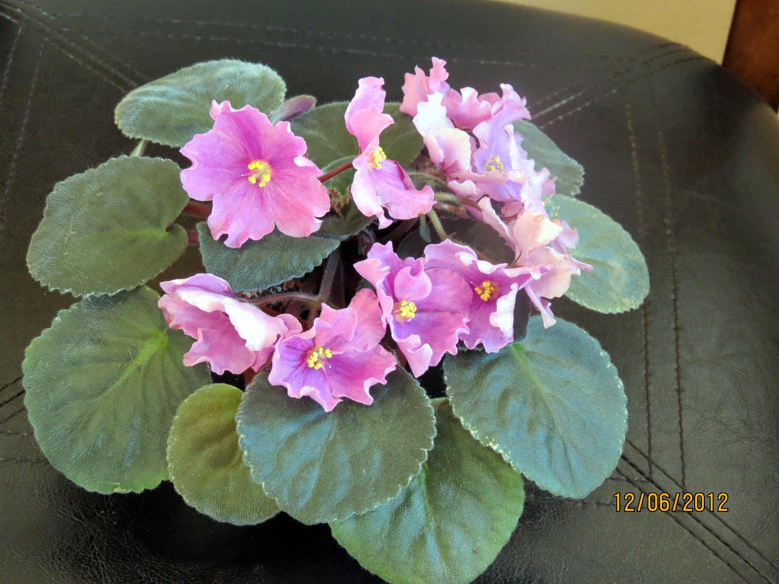Marilyn's Florida Garden My African Violets