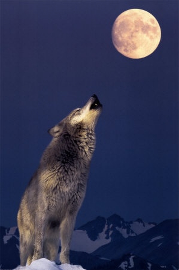 [Jeu] Association d'images - Page 10 1+wolf