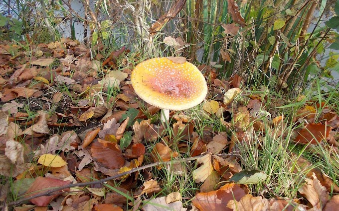 Herfst achtergrond met paddenstoel