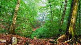 Full HD Size Nature Wallpapers Free Downloads Full HD High Res Nature Wallpapers For Laptop Full HD Size Nature Wallpapers Free Downloads Full HD High Res Nature Wallpapers For Laptop