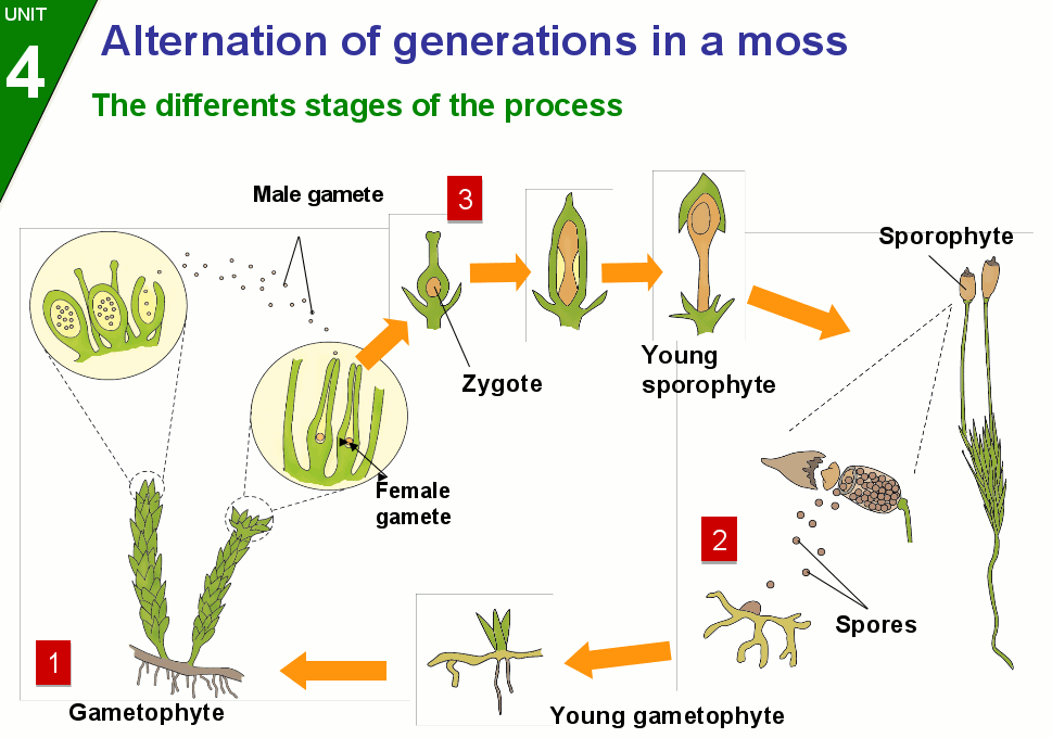 Natural Science 2 Reproductionalternaion of generations in a moss