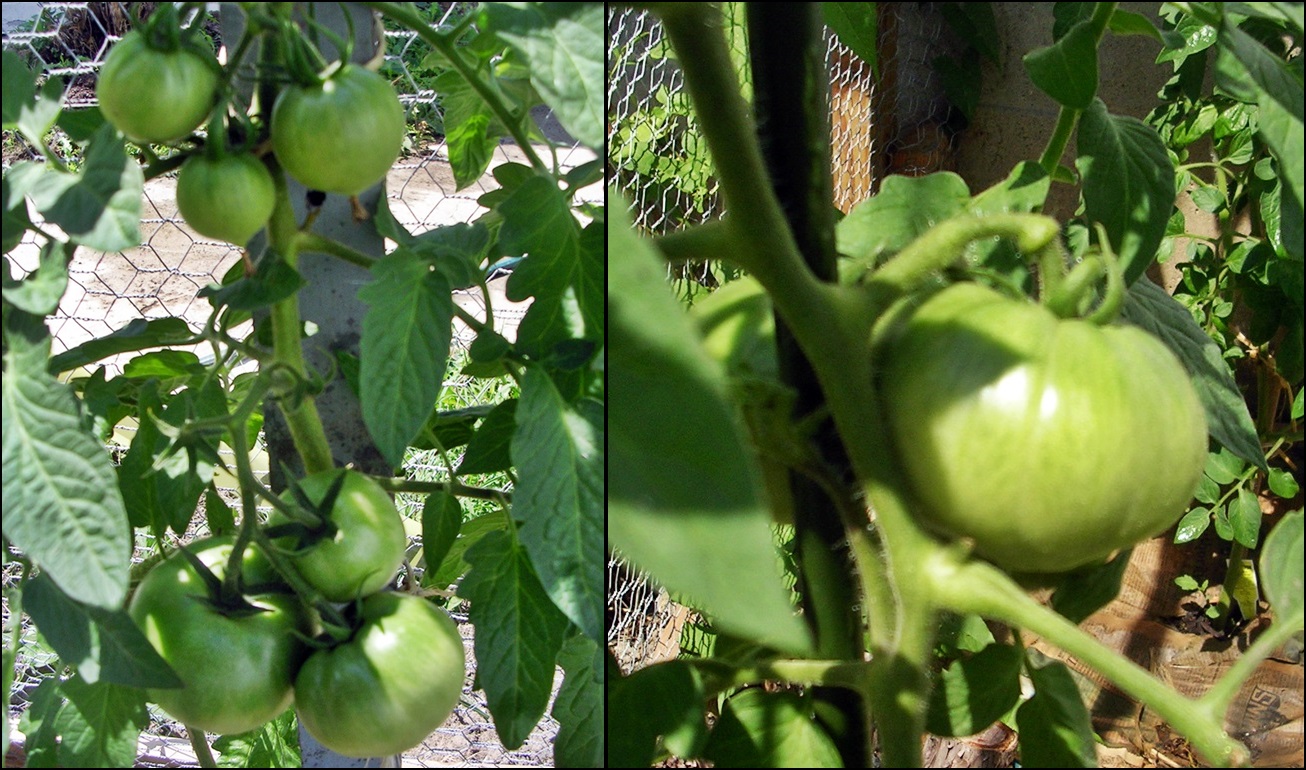 Gay Farmer Growing Tomatoes Simple & Organic Using Egg Shells & Coffee