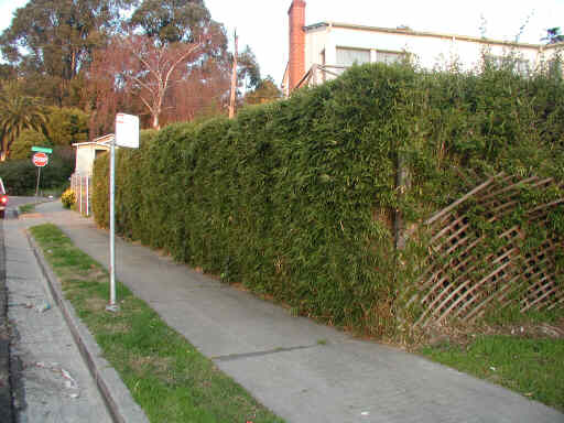 Bamboo Privacy Screen | Bamboo Products Photo