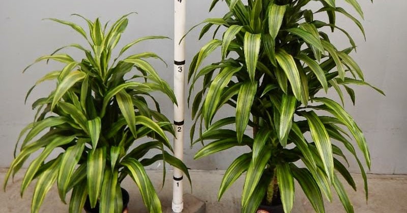 Draecena Dracaena plant, Dracena, Dracena plant
